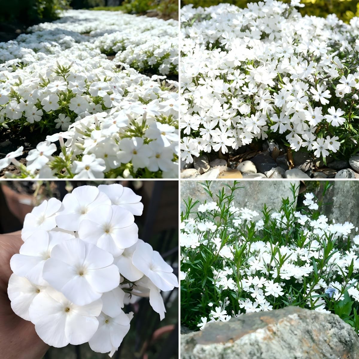 CarpetC 1000+ White Phlox Seeds for Planting, Creeping Evergreen Fragrant Sum…