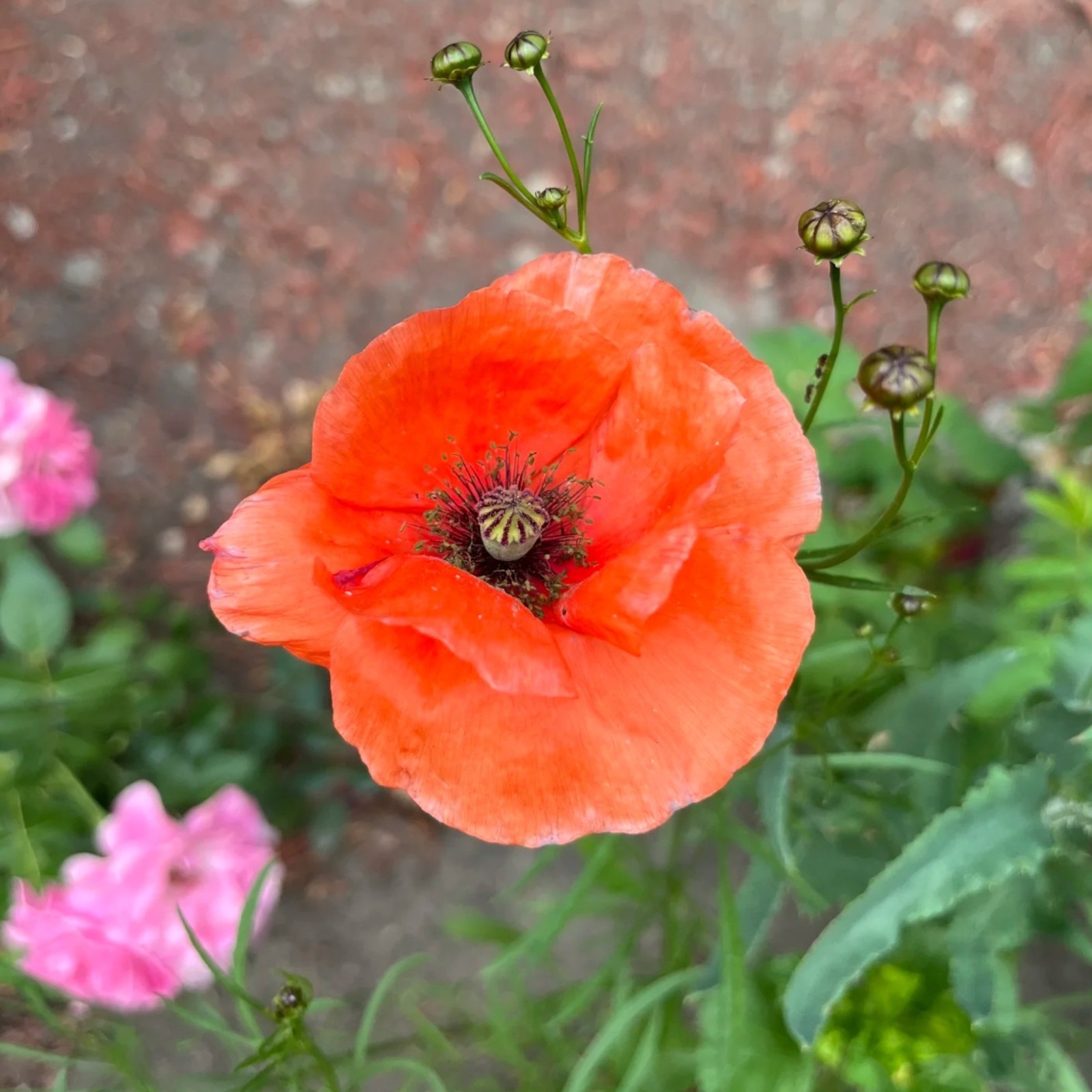 1000 Red Poppy Seeds – Classic Papaver rhoeas for Natural Meadows & Gardens