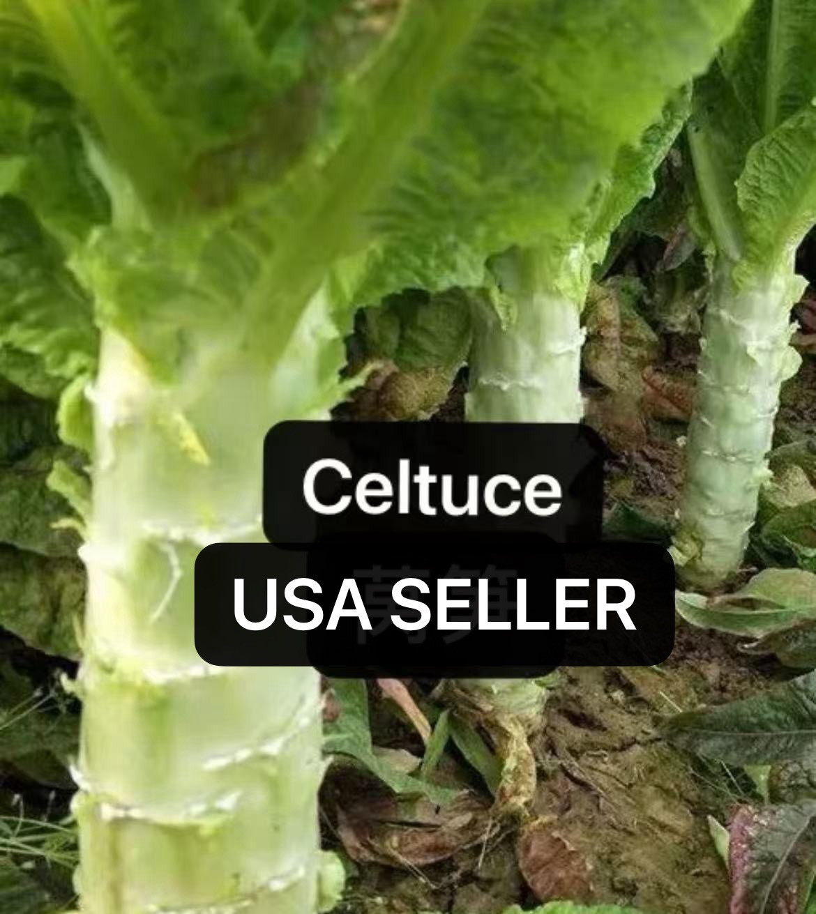 400+Organic Celtuce Chinese Lettuce Stem Heirloom Woju Wosun NON-GMO Seeds 2024