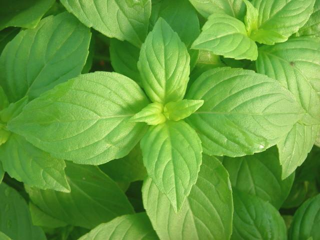 LEMON Basil Seeds Aroma Herb Container Garden Potpourri Scent Easy Fresh Bulk