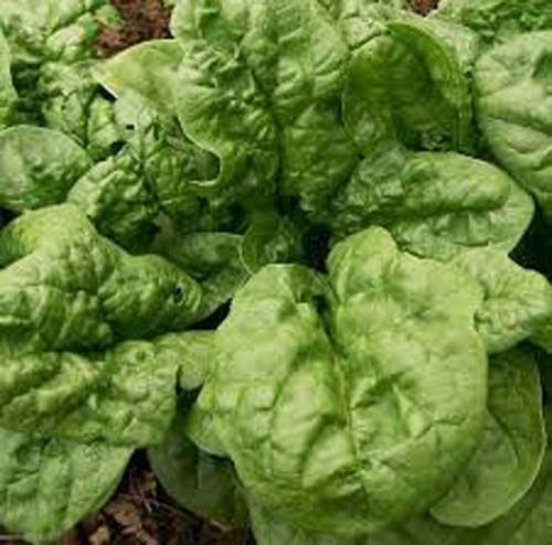 Spinach Bloomsdale Great Heirloom Vegetable By Seed Kingdom 1,200 Seeds
