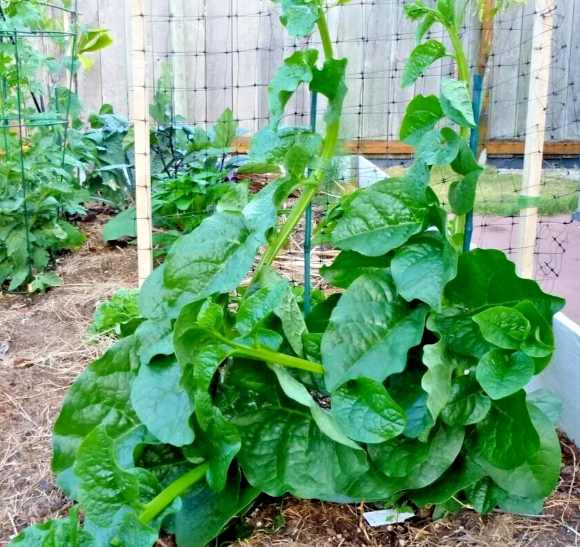50 Organic Malabar Spinach Seeds – Green Stem Alugbati, Mong Toi, Poi Sang, Ceyl