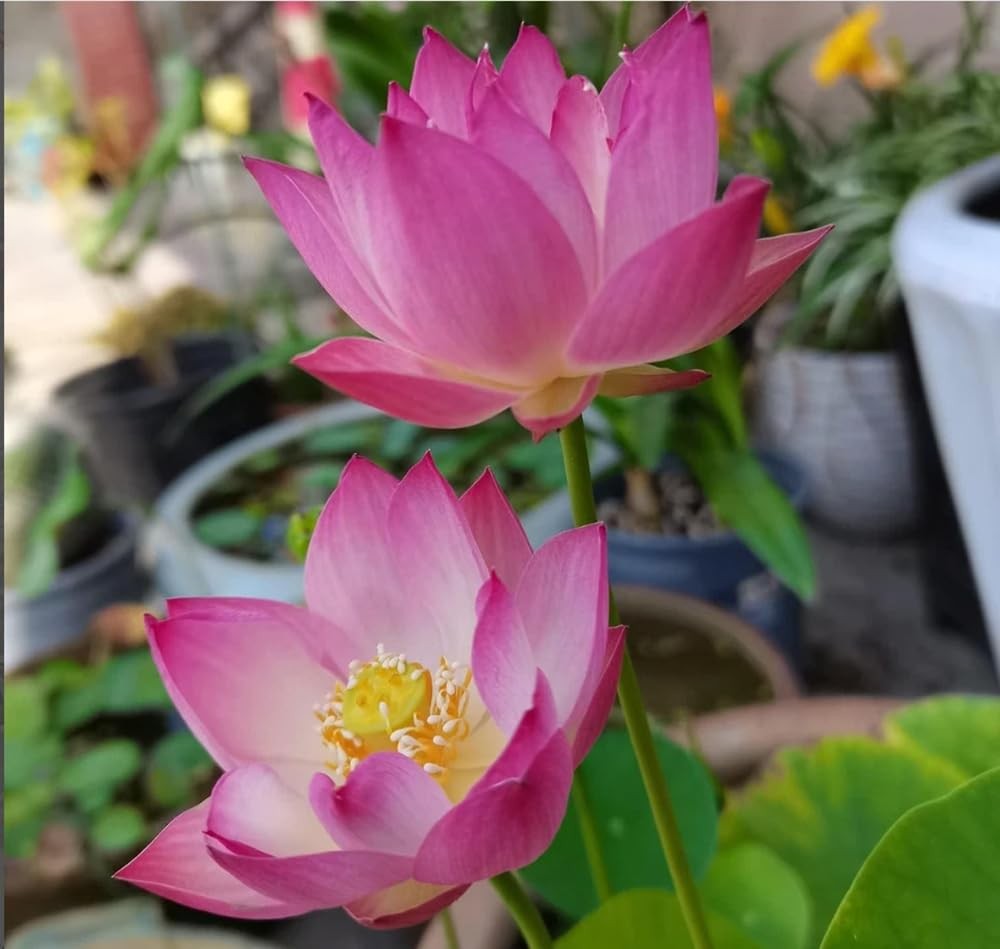 15+ Mix Bonsai Bowl Lotus Seeds Water Lilys Flower Plant Lotus Seed Blooms Ha…