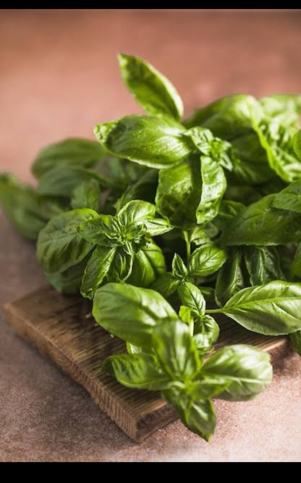 Genovese Basil Seeds 🍀| NON-GMO Basil Seeds | Fresh Heirloom Garden Seeds📍100+