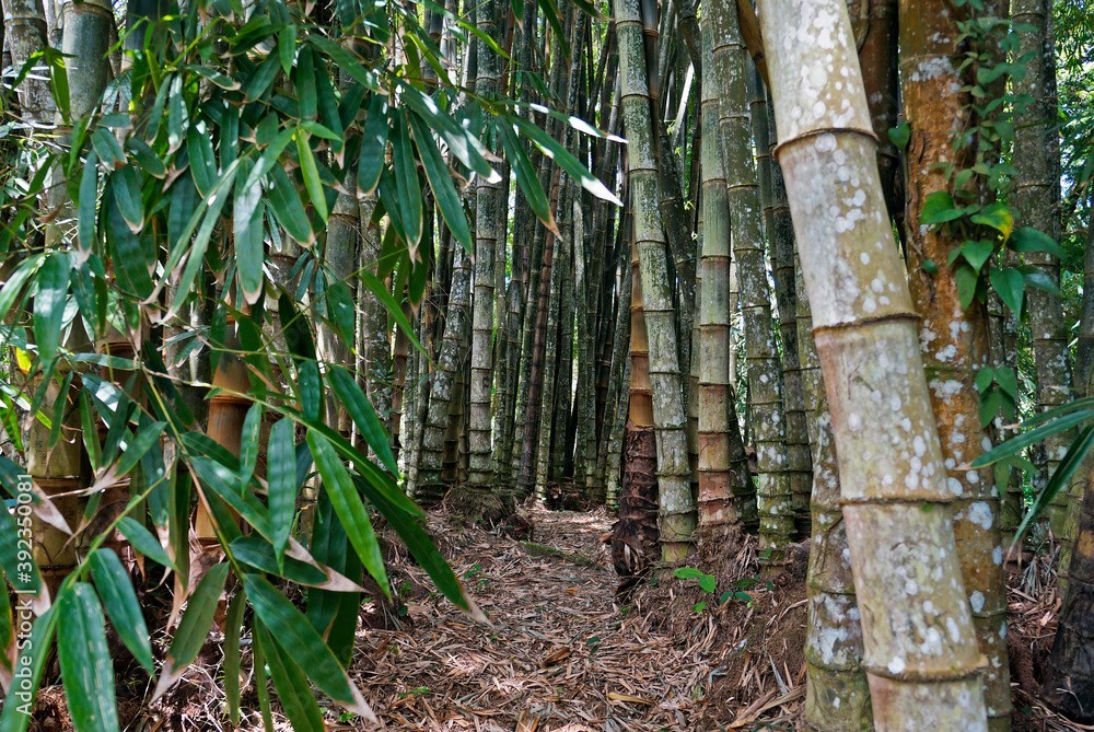 500+ Huge Dragon Bamboo Seeds | Perennial Ornamental Privacy Plant