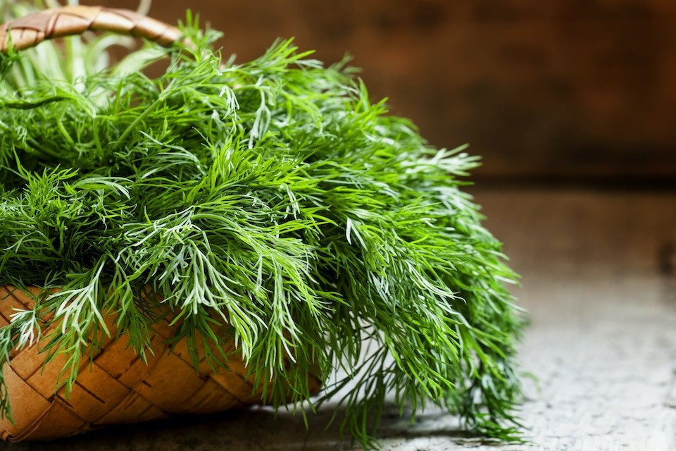 2000+ Mammoth Long Island Dill Seeds — Heirloom — Organic — FRESH