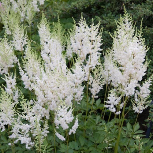 2 – ASTILBE White Glory Perennial Plants * Great for Shade and Woodland Gardens