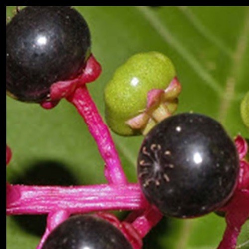 AMERICAN POKEWEED Phytolacca Americana Dried Seeds Folk Toxic edible Poke Salet