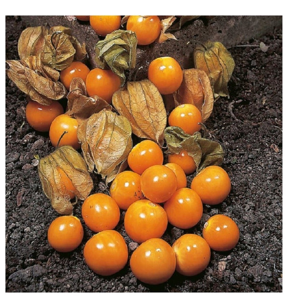 50+ CAPE GOOSEBERRY SEEDS —————————- RARE