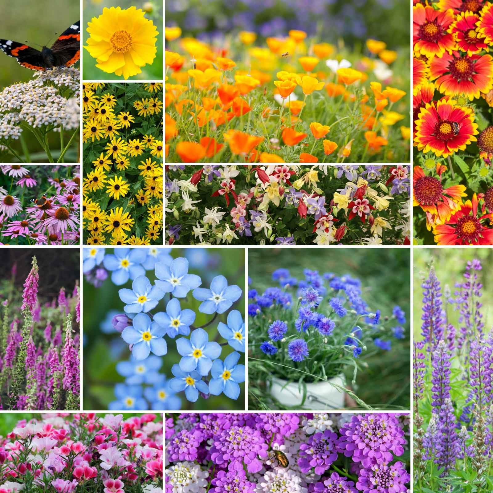 Deer Resistant Wildflower Seed Mix, 1/4 lb, 120,000+ Seeds for Pollinators