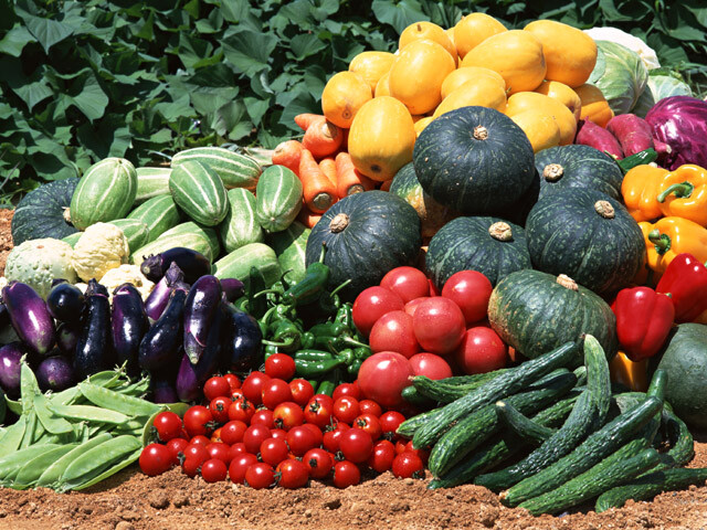RUGGED SURVIVAL SEED BUCKET 600,000 Non-GMO.HEIRLOOM Veggie~Sprout~Fruit Seeds.