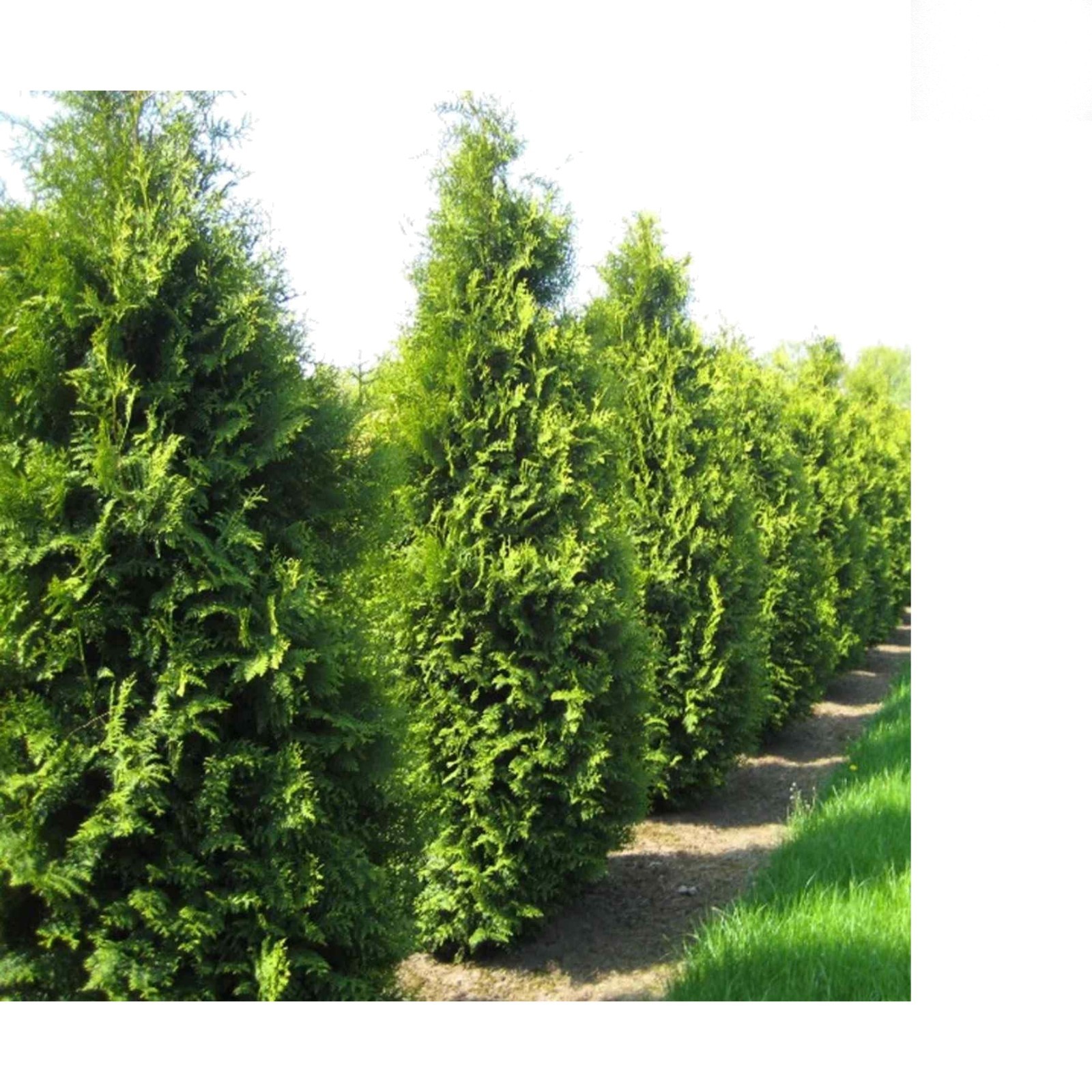 Fresh Seeds: American Arborvitae Tree – 100 Quality Seeds for Effortless Growth