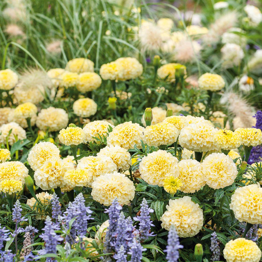 African Marigold MOONLIGHT YELLOW Dwarf 18-24″ Beneficial USA Non-GMO 100 Seeds