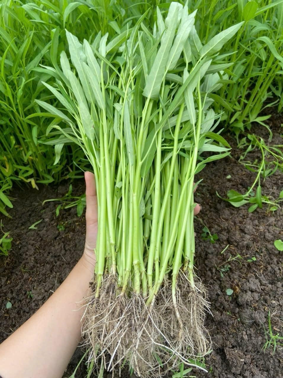 420+ Ong Choy Seeds – Rau Muong La TRE – Kong Xin CAI – Water Spinach Seeds – Or