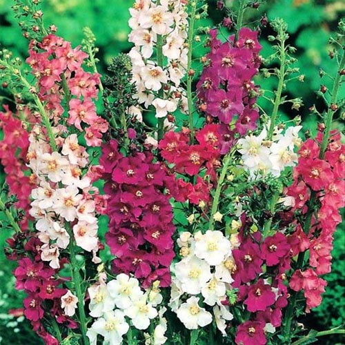 5000 Seeds Verbascum Seeds – Purple Mullein Flower Seed