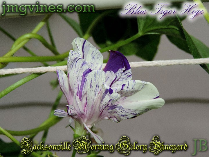Blue Tiger Hige Ipomoea Purpurea Morning Glory 6 Qty