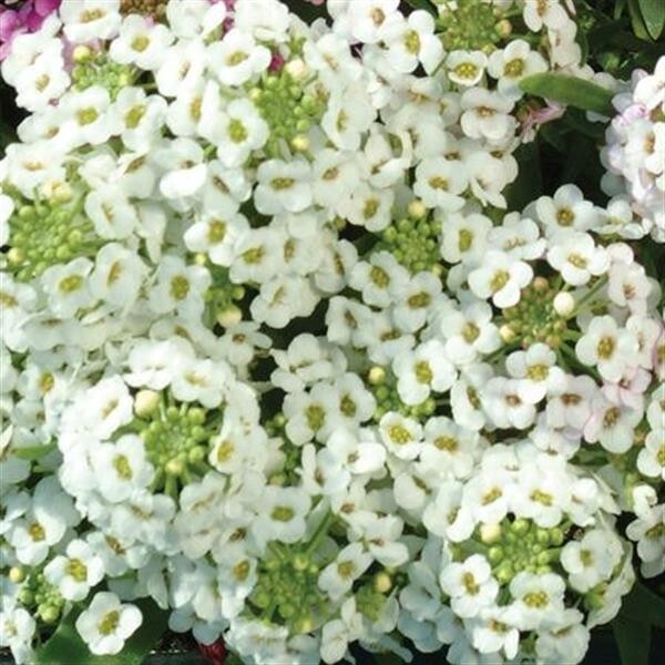 Alyssum Easter Bonnet White – 25 Seeds, Non-GMO