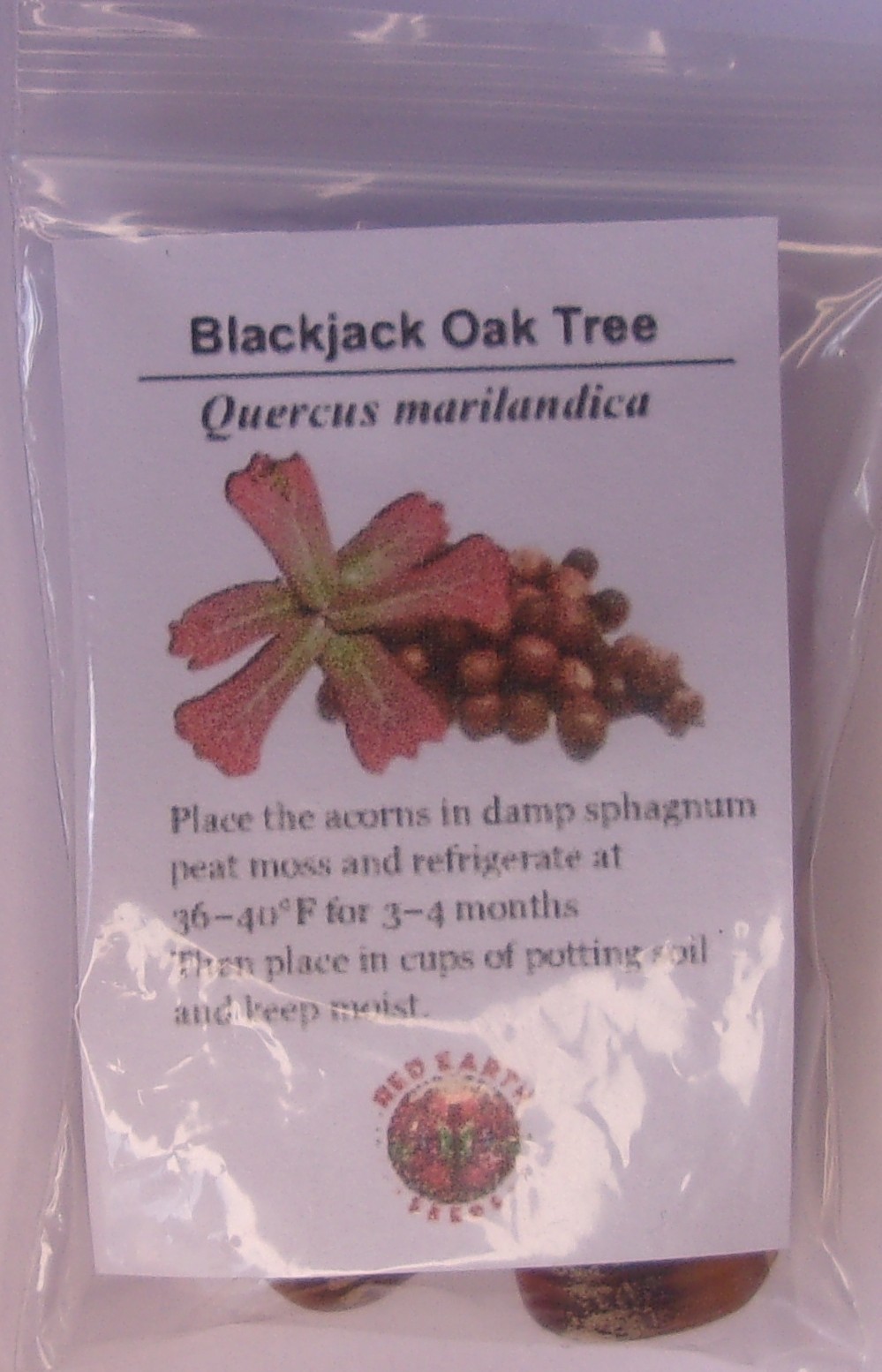 Blackjack Oak – 5 Seeds – Quercus marilandica