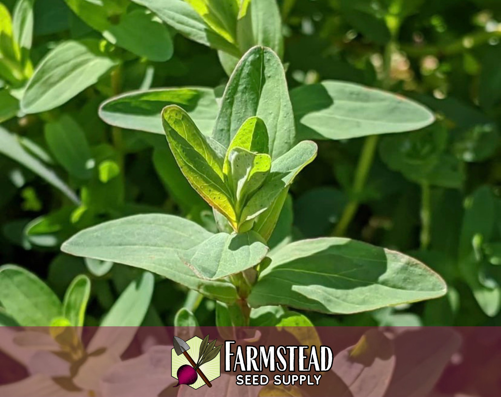3400+ Great St. John’s Wort Seeds, Native Perennial Wildflower Gardening Seed