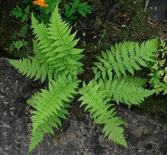 10 Lady Fern Roots/Root Systems – Common Ladyfern Plants – Athyrium filix-femina