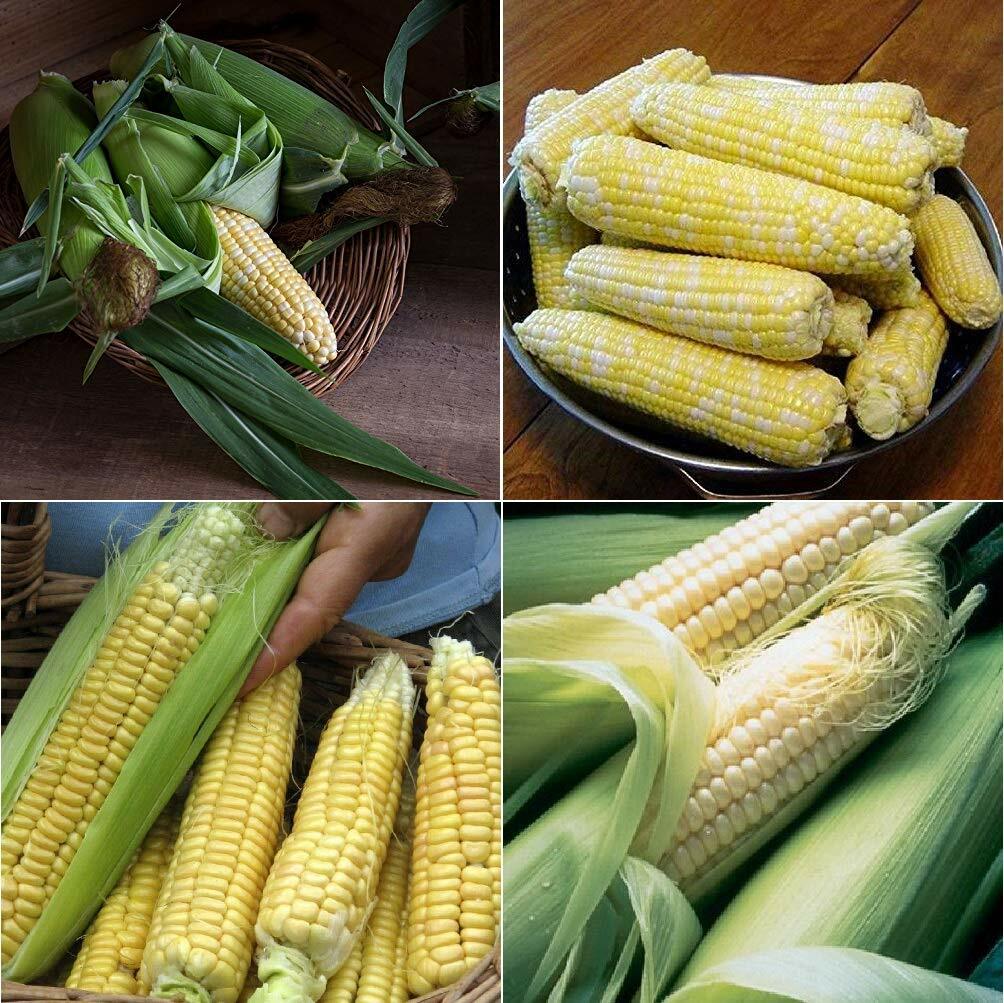 14 corn varieties early mid late varieties NON-GMO heirloom seeds DELICIOUS LOOK