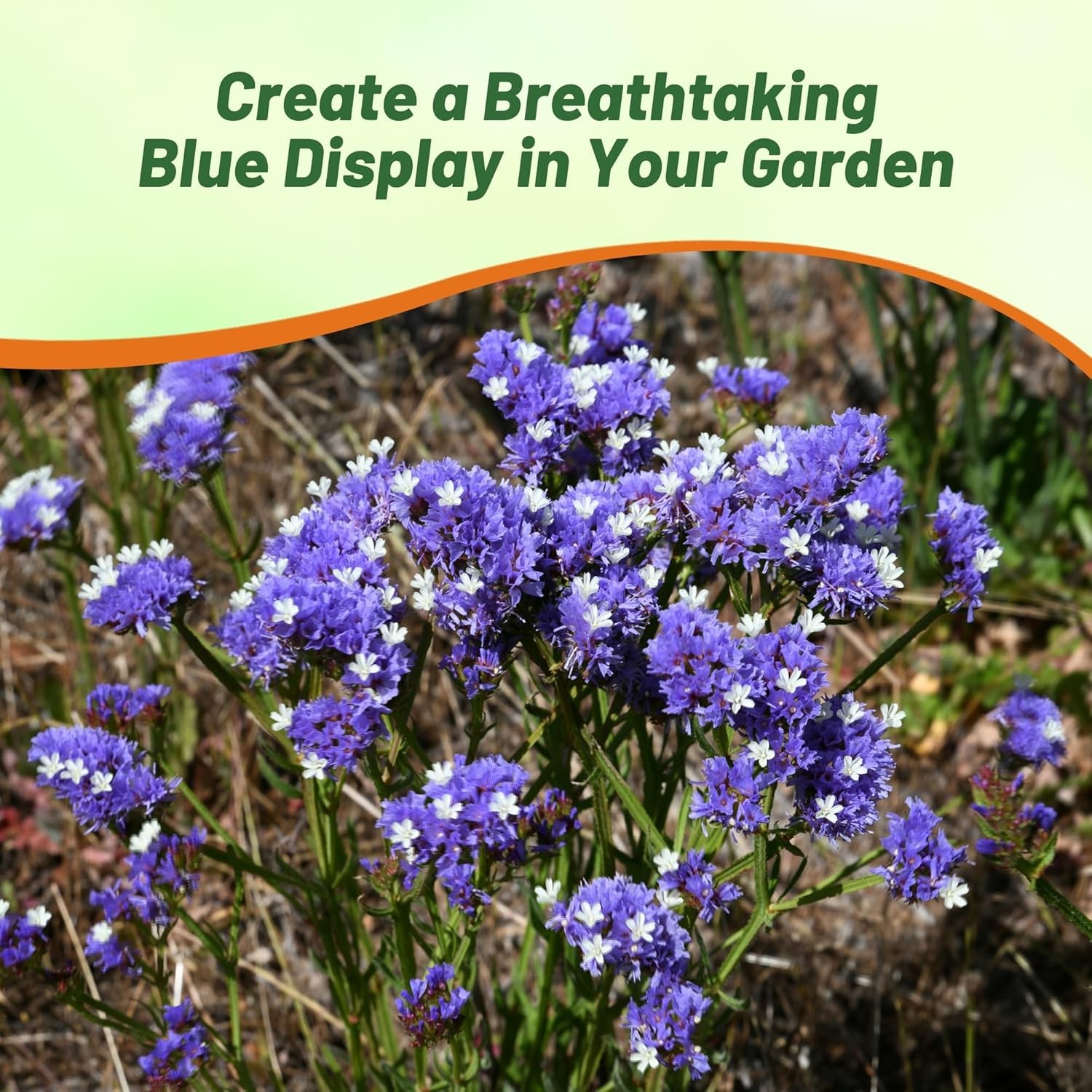 1000 Seeds Limonium Statice Blue Garden Flower Plant Seed With Low Water