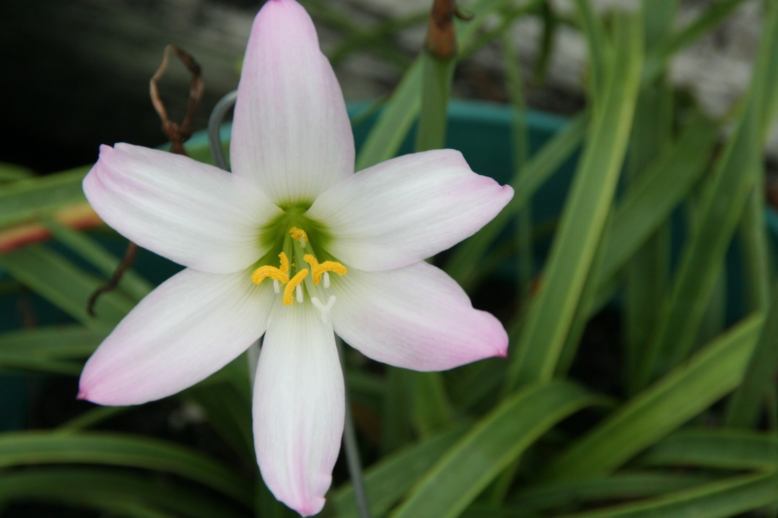 Rain Lily, Habranthus tubisflora, 1 bulb, NEW, RARE, zephyranthes
