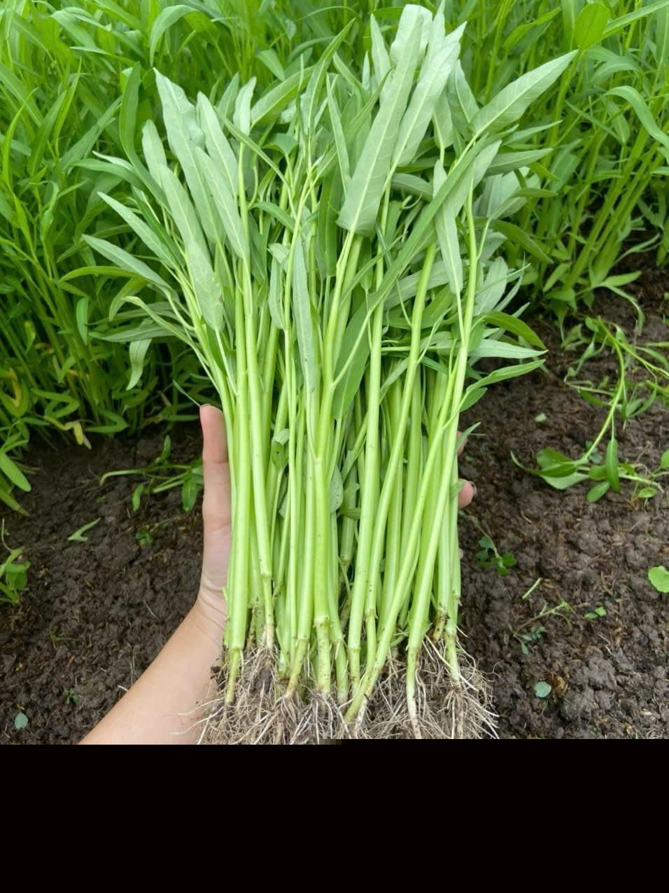 420+ Ong Choy Seeds – Rau Muong La TRE – Kong Xin CAI – Water Spinach Seeds – Or