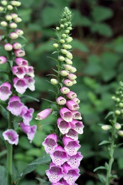 Digitalis purpurea | Purple Foxglove | 50 Seeds