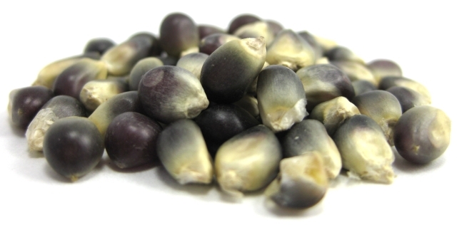 POPCORN * BLUE KERNEL * 50 SEEDS *