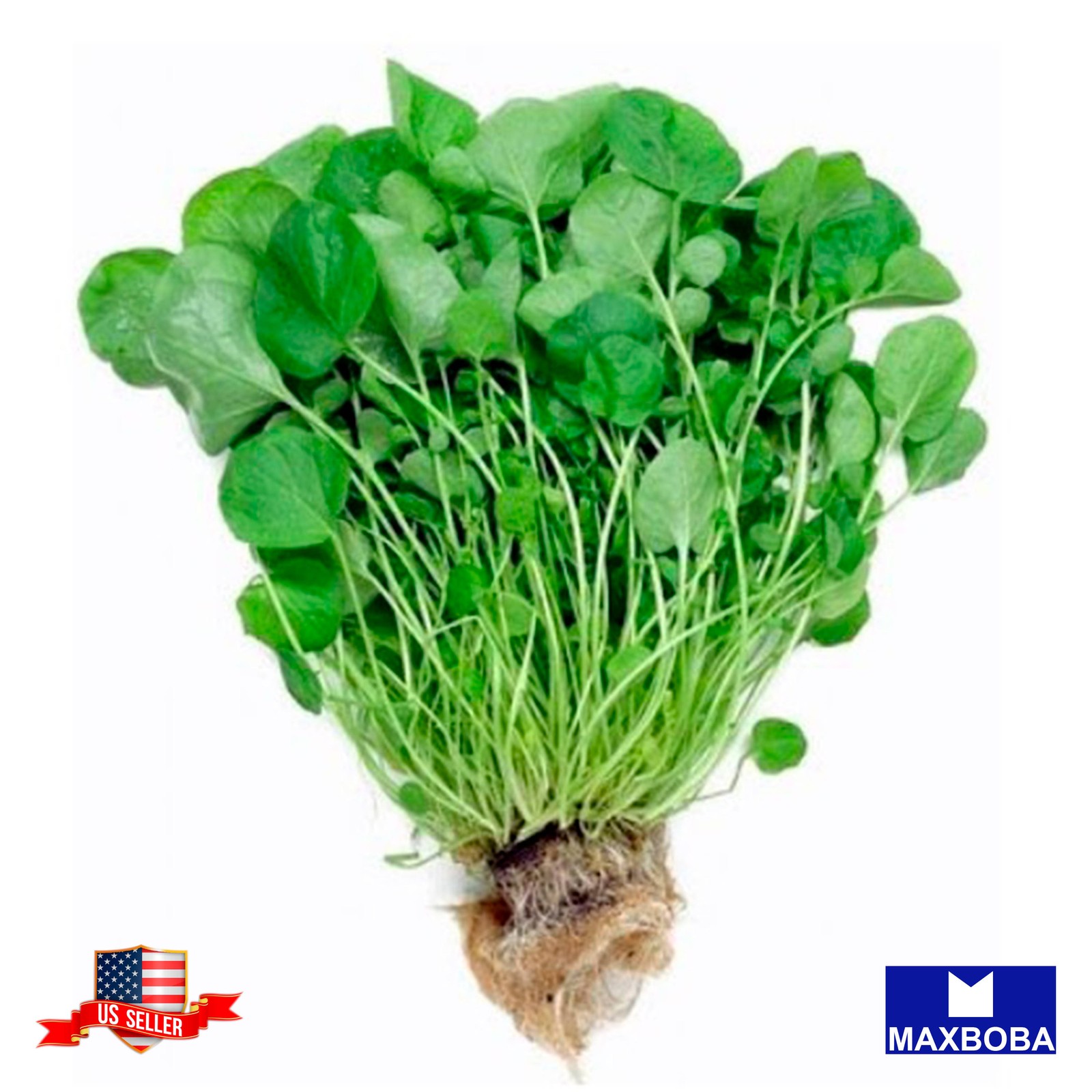 Premiun Fresh 48000 Seeds Cress Upland Non-GMO Heirloom Garden