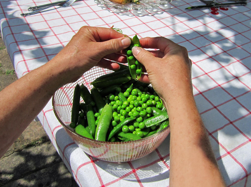 100+LINCOLN SHELLING PEA Seeds Homesteader Native Heirloom Vegetable Spring Fall