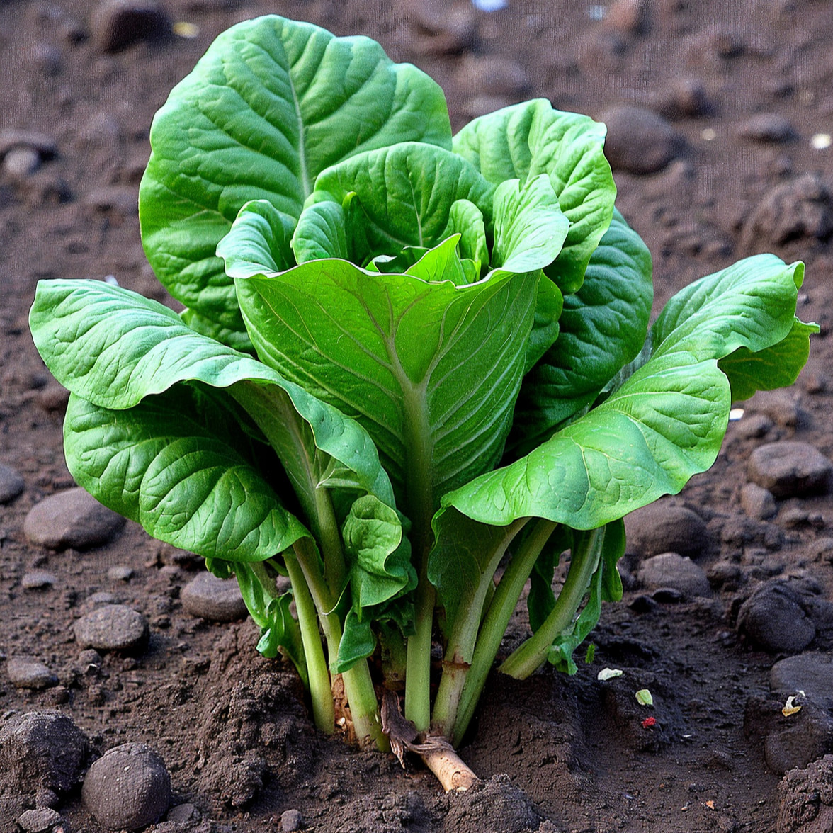 Spinach Bloomsdale Seeds, Savory Greens, Salad Favorite, Non-GMO, Free Shipping