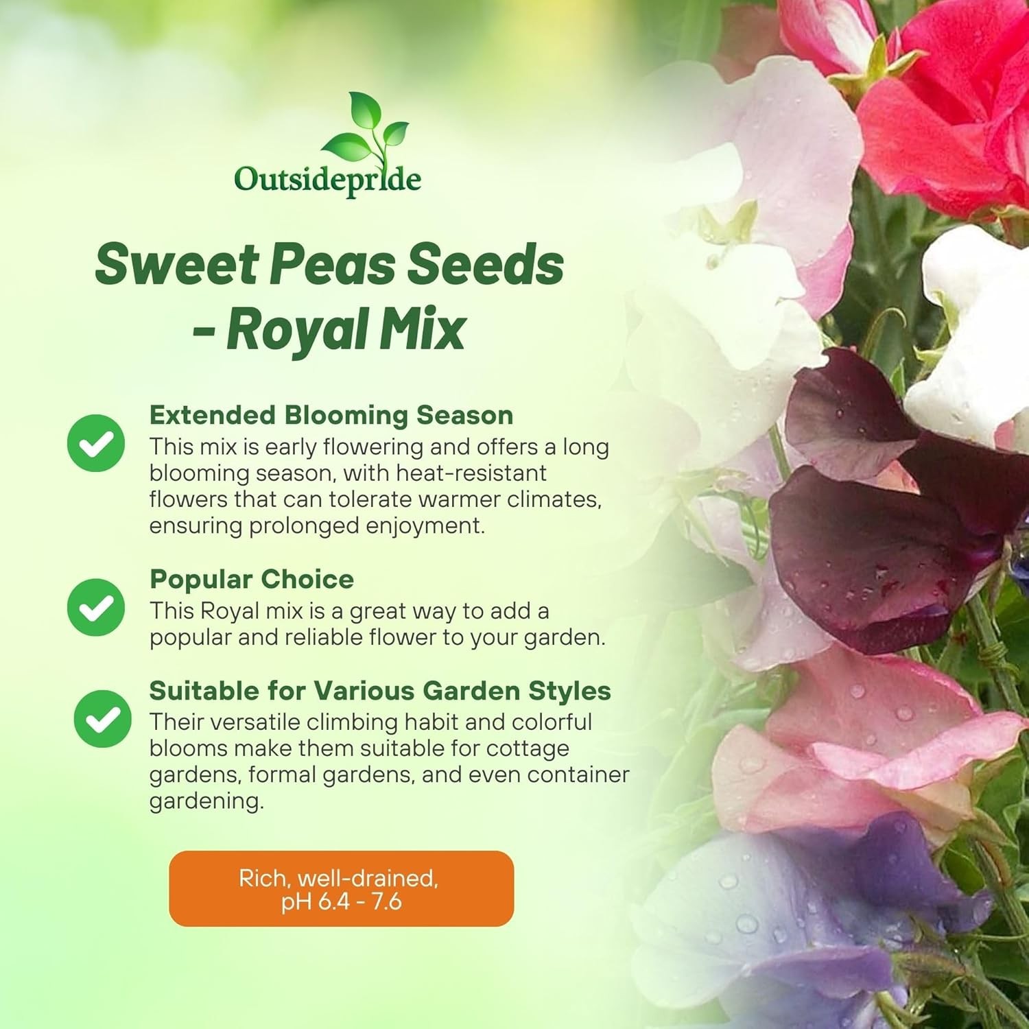 500 Seeds Sweet Peas Seed Mix For Planting – Royal Mix Flower Seeds