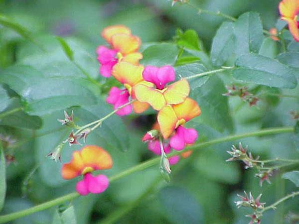 Chorizema diversifolium | Climbing Flame Pea | 20 Seeds