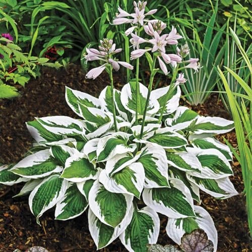 310+ USA Premium Rare Hosta Flower Seed for Planting Outdoors Garden Home Mixed