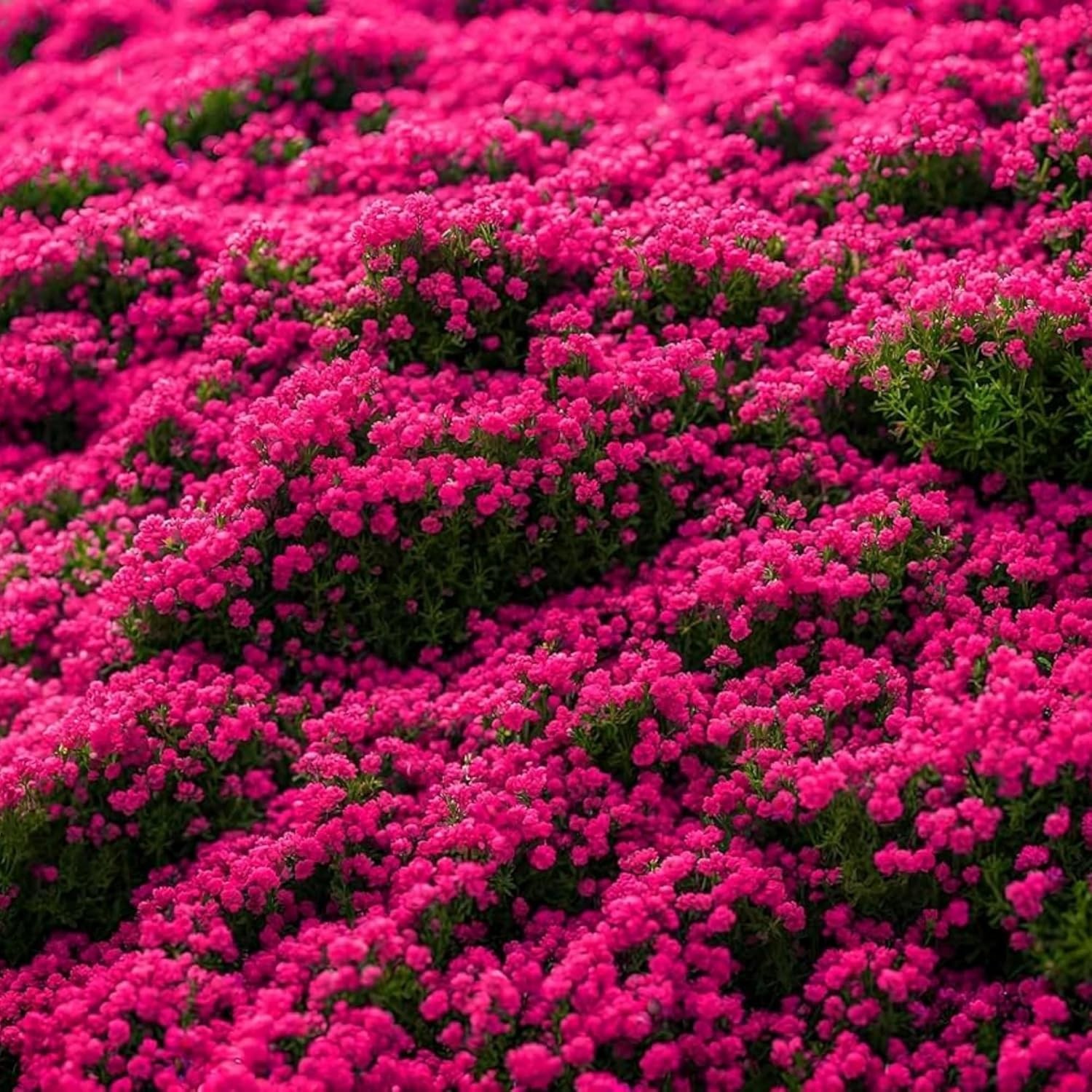 21000+ Creeping Thyme Seeds for Planting Ground Cover Plants Heirloom Flowers…