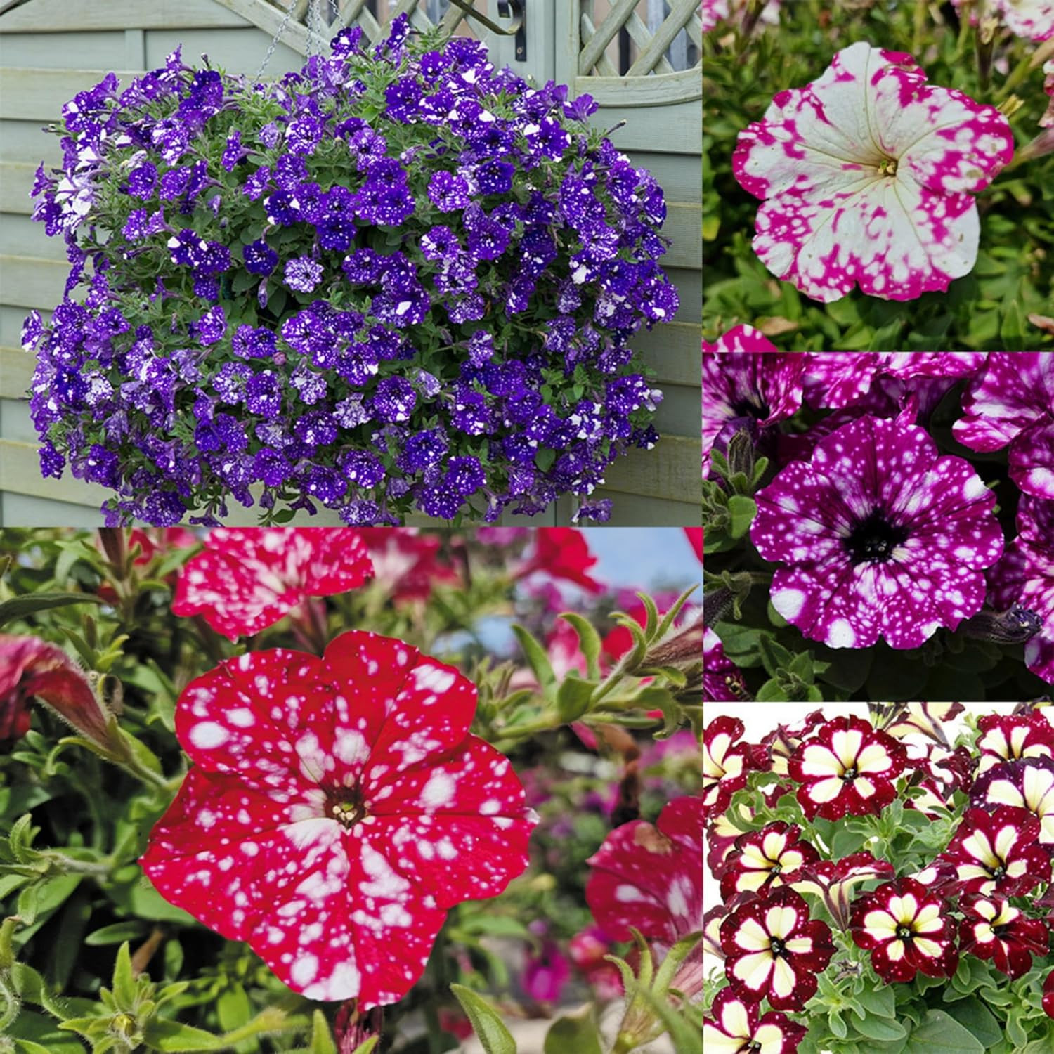 1000+ Mixed Petunia Seeds for Planting – Dwarf Wave Petunia Flower Seeds for …