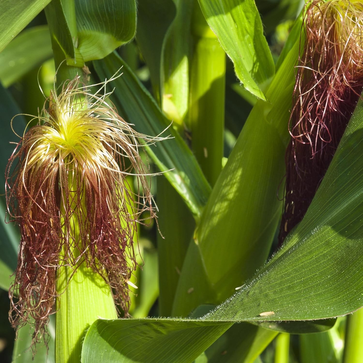 Heirloom Sweet Corn Seeds Golden Bantam – Approx 75 Seeds – Non-GMO, Open Pol…