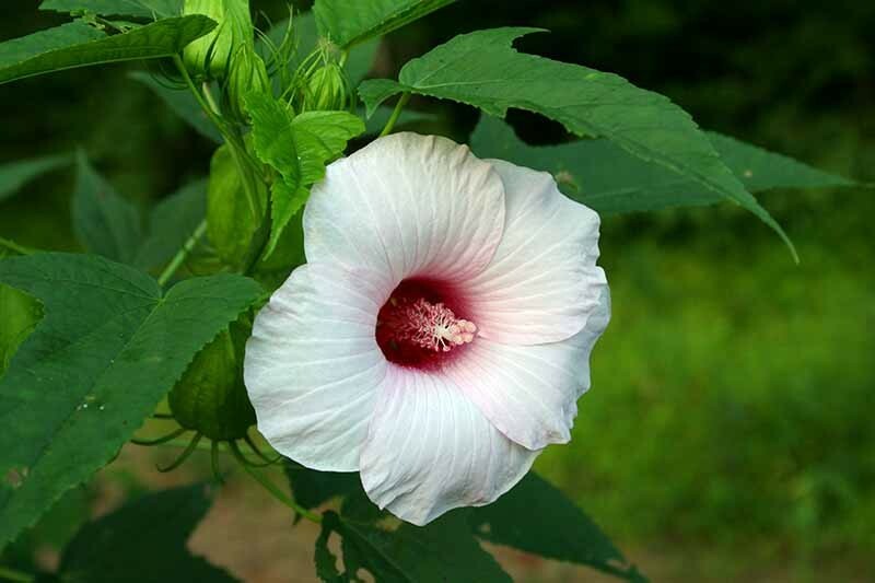 20% reduced hibiscus seeds 100 Mixed