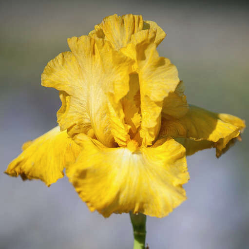 Tall Bearded Iris Reblooming Eggnog Freshly Dug 1 Rhizomes