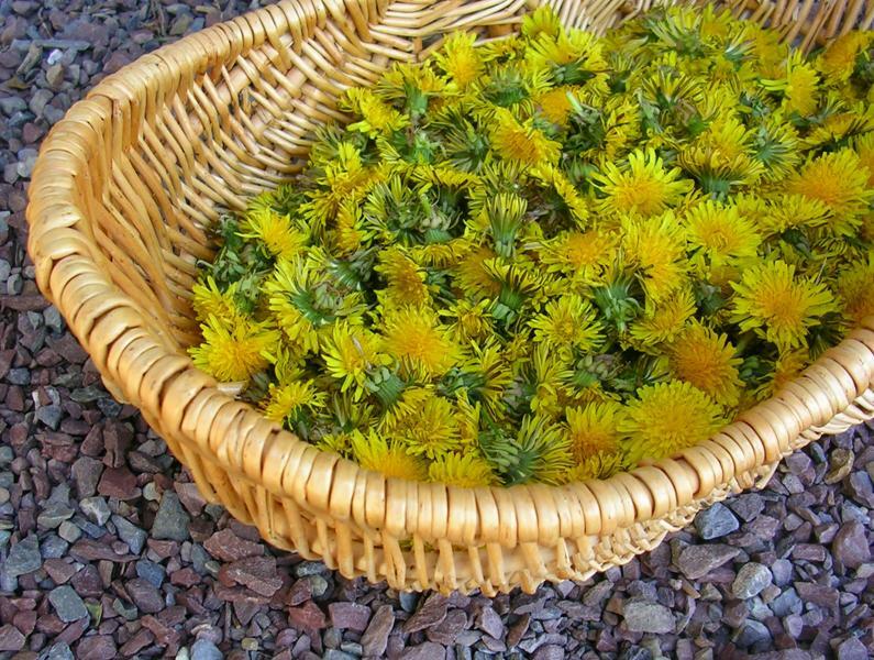 .284g/Over 500 Dandelion Seeds, Heirloom NON-GMO, Fresh Seeds for Your Garden