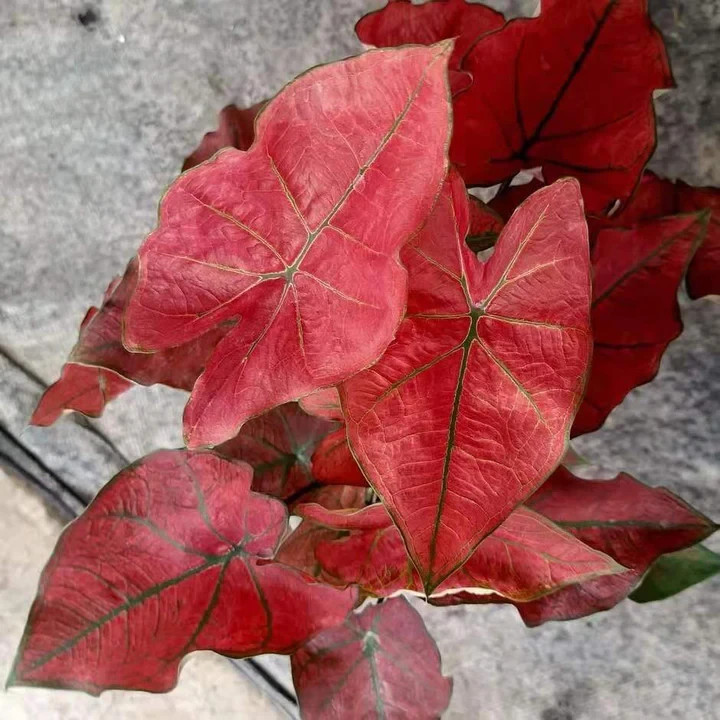 5 Fancy-Leaf CALADIUM Bulbs~FESTIVIA~RED Leaves w/Green Veins ~ FREE SHIP