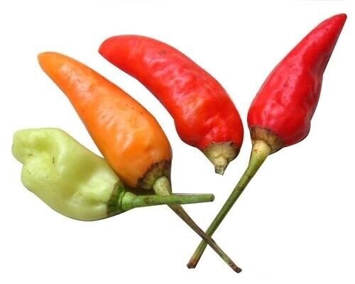 15 Chiltepin Birds Eye Pepper Chili Heirloom Seeds VERY HOT, FREE SHIPPING