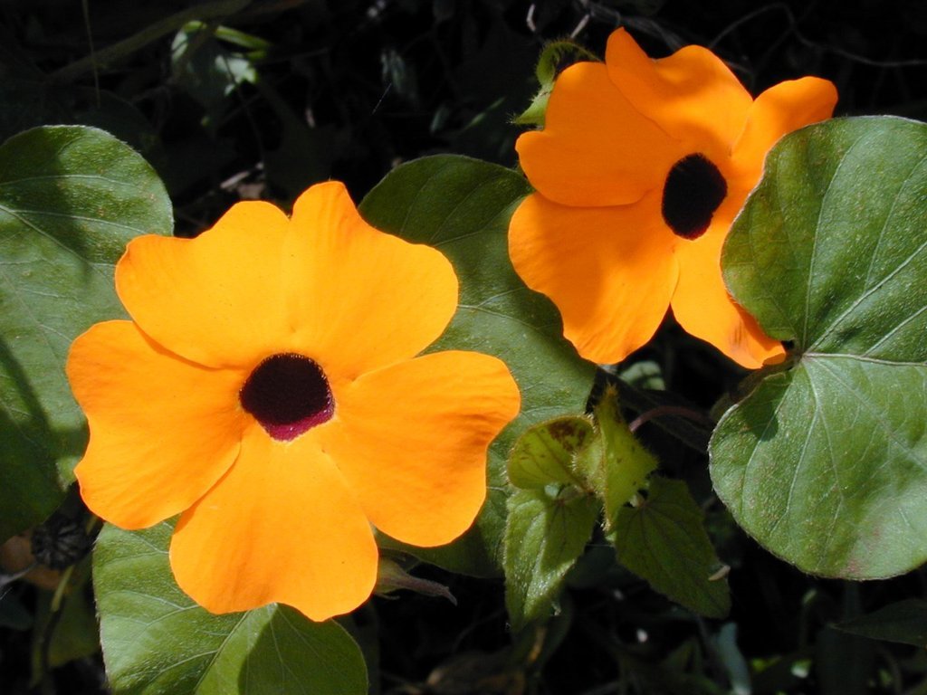 Thunbergia Seeds Black Eyed Susan Vine Thunbergia Alata 50 Seeds