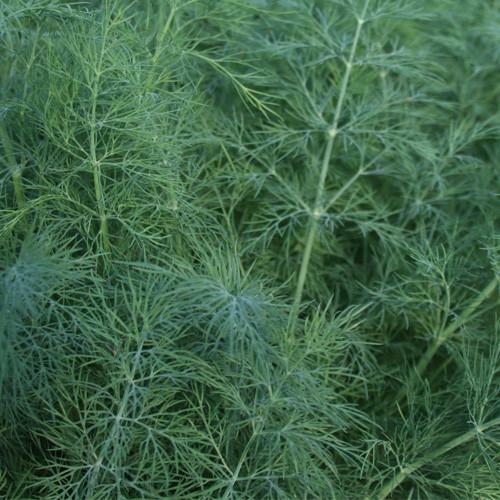 500 Bouquet Dill Seeds Anethum Graveolens Herb Heirloom