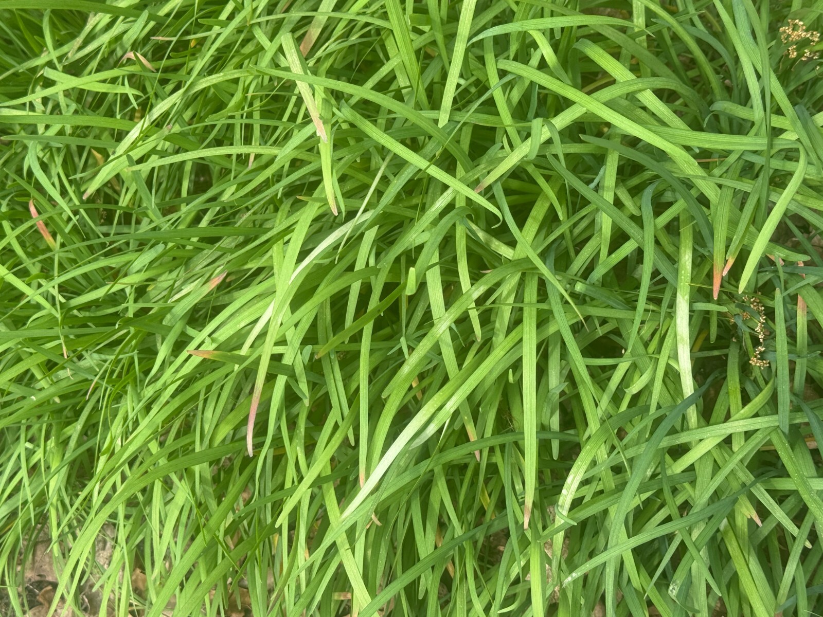 Garlic Chives 韭菜根 15 Live Plant Bare Root Hardy Perennial Herb Organic NON-GMO