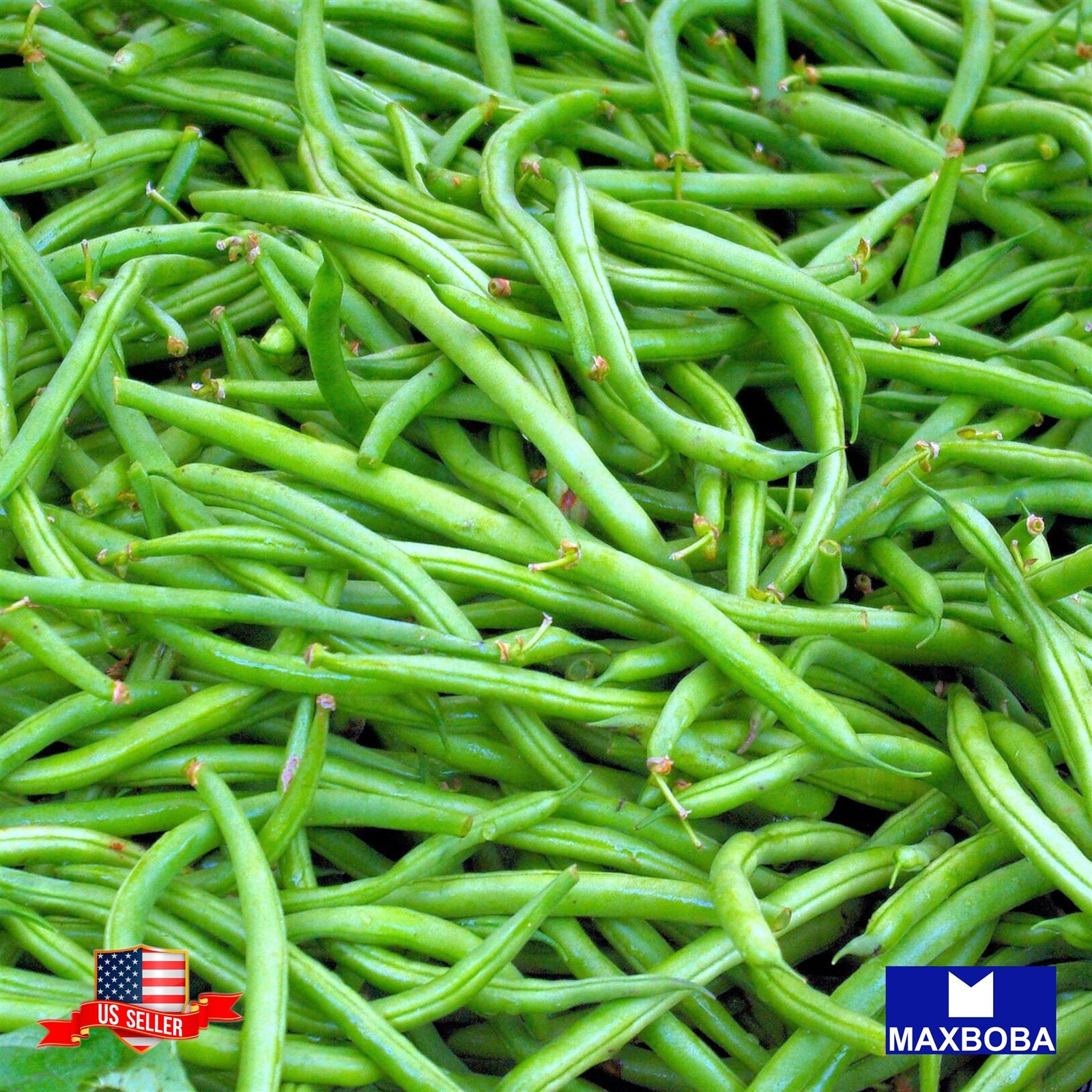 Bean Seeds – Bush – Slenderette Non-GMO Heirloom Garden