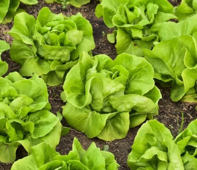 Bibb Lettuce Seeds Heirloom Free Gift Seeds w/Every Garden Order!
