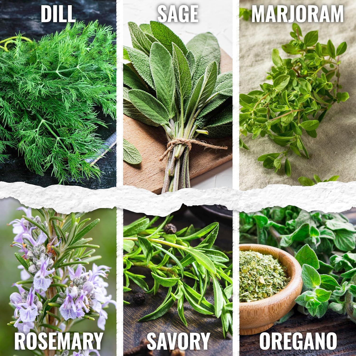 Herb Seeds Variety Pack Culinary Herb Collection (12 Individual Packets for Plan
